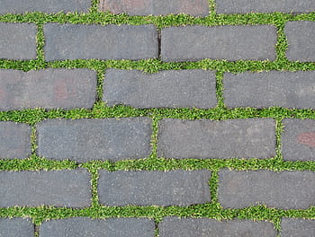 šedá, beton, bloková cesta, chodník, rostlina, cihly, Příroda, tráva, zelená, kámen, přízemní