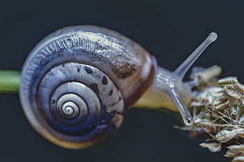 hlemýžď, zvíře, Příroda, makro, Ulita šneka, spirála, měkkýšů