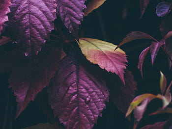 selettivo, fotografia a fuoco, viola, giallo, leafed, pianta, verde, le foglie, piante, alberi, natura