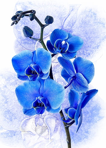 blue orchids painting, phalaenopsis, orchid, colored blue, phalaenopsis orchid, flower, tropical, butterfly orchid, plant, blossom, bloom