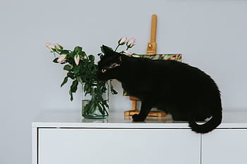 黒、 猫、 花、 絵画、 黒猫、 バラ、 ペット、 動物、 アート、 ピンク、 飼い猫