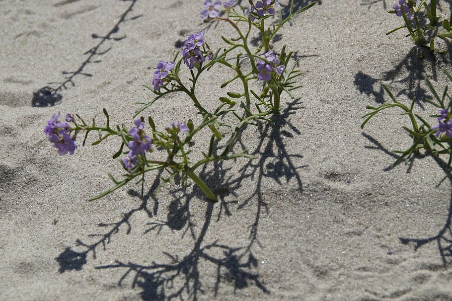 sand, beach, vegetation, flora, flower, small, lonely, shadow, tiny, frugal, sand beach