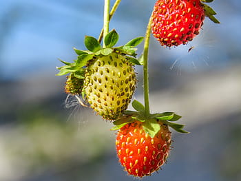 selektiv, Foto fokussieren, rot, Erdbeerfrucht, drei, Erdbeeren, Foto, Pflanze, Erdbeere, Wachstum, Obst