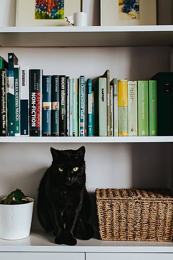 黒、 猫、 枝編み細工品バスケット、 白、 本棚の棚、 黒猫、 本棚、 棚、 ペット、 動物、 本