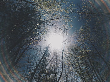 green trees, trees, plant, branches, nature, sky, sunlight, sunshine