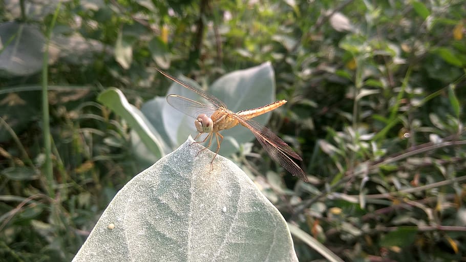 vážka, hmyz, arthropoda, Chyba