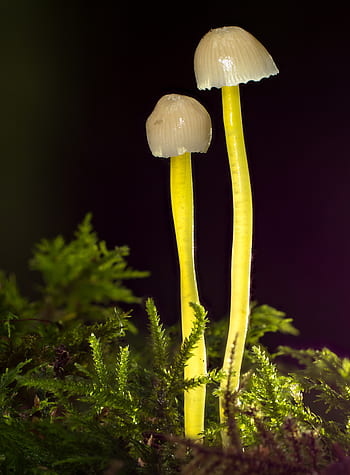 mushroom, small mushroom, mushrooms, sponge, moss, nature, autumn, mini mushroom, agaric, forest mushrooms, disc fungus