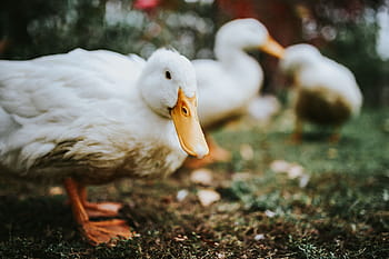 bebek, rumput, Putih, burung, daun, hewan, alam, paruh, pertanian, di luar rumah, margasatwa