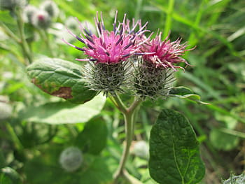 arctium tomentosum, downy burdock, woolly burdock, burdock, plant, wildflower, prickly, botany, flora, inflorescence, blossom