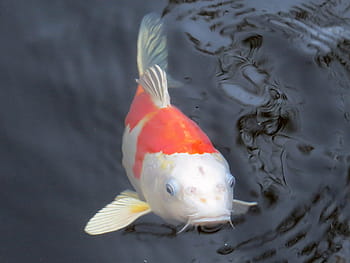 selective, focus photography, white, orange, selective focus, photography, Koi fish, koi, koi carp, fish, pond