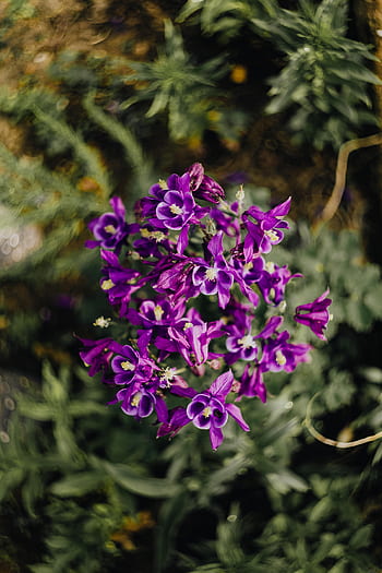 Aquilegia vulgaris, bunga, ungu, European Columbine, violet, Flora, mekar, botani, kelopak, bersifat merpati, alam