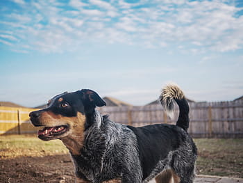 medium short-coated, black, gray, dog, grass field, brown, short, coat, puppy, blue heeler, backyard