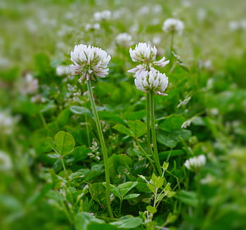 astragale, Rengeso, fleurs, blanc, vert, voler, vent, antomasako, Terre, otsu park, yokosuka