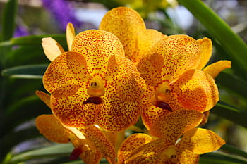 sárga virágos virág, orchidea, virág, virágos, virágzik, természet, tropikus, virágzás, növény, egzotikus, fényes