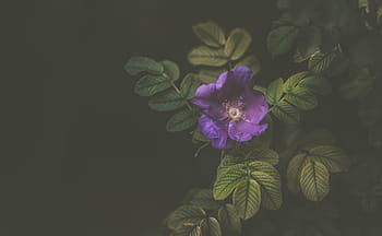 vicino, foto, viola, pianta da fiore petalo, fiore, petalo, fioritura, natura, pianta, giardino, buio