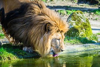 lion drinking water, river, lion, cat, zoo, male, big cat, africa, drink, one animal, animals in the wild