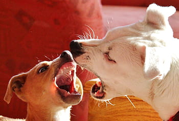 two fighting dogs, fighting, dogs, dominance behavior, dog bite, barking, mouth open, animal body part, dog, pets, animal themes