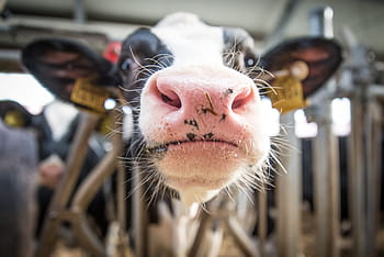 milk cow, cow, beef, dairy cows, cattle, cows, agriculture, ruminant, livestock, stall, chew the cud