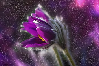 shallow, purple, flower, pasque flower, rain, plant, garden, spring, seeds, nature, close