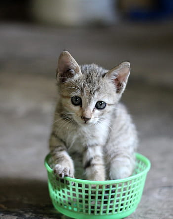 chaton, vert, bol, chat, panier, mignonne, animal de compagnie, félin, animal, chat domestique, animaux domestiques