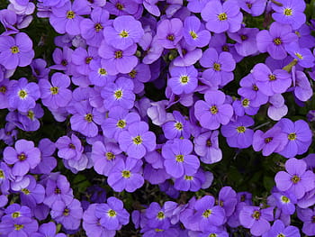 flower, blue, nature, blossom, bloom, plant, background, violet, purple flower, spring, backgrounds