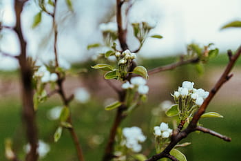 flores, árboles, poco, hojas, rama, naturaleza, árbol, primavera, planta, flor, primer plano