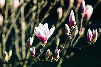 flores da primavera rosa, rosa, flores da primavera, flores, flora, céu azul, florescendo, primavera, flor, galho, filial