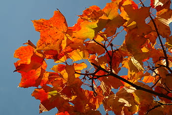 listy, podzim, barva pádu, větev, javor, acer platanoidy, žlutá, oranžový, Červené, podzim listí, javorové listy