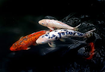 barvitý, Ryby, jezero, zvíře, koi, Ryba, zblízka, rybník, divoký, kapr, sladkovodní