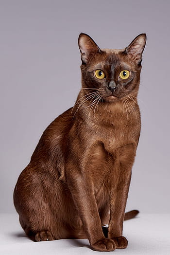 short-haired brown cat, animals, cute, cat, pet, breed burmese, kitten
