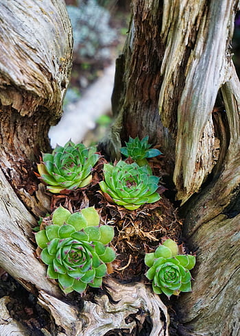 legna, ramo, fiori, natura, pianta, sistemazione delle piante, pianta da radice, radice, piantare, succulente, serra di lamiera spessa