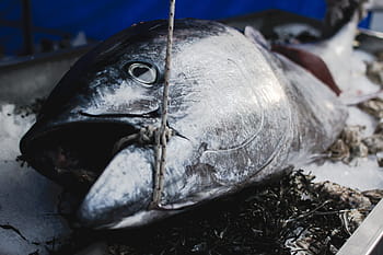 market, Tuna, close up, fish, one animal, close-up, animal wildlife, animals in the wild, day