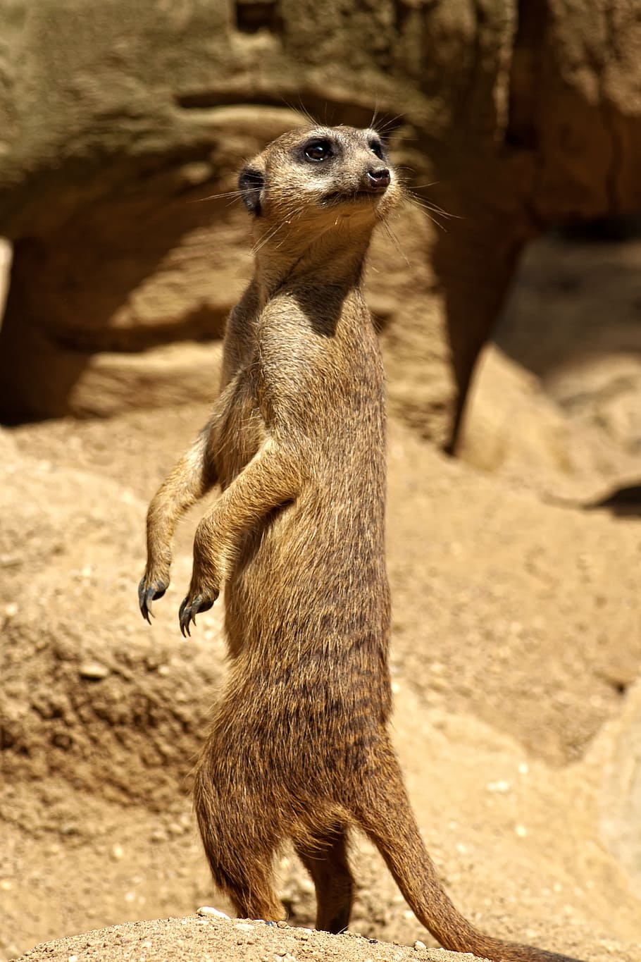 šelmy, savany, Afrika, safari, národní park, divočina, sucho, divoké zvíře, zoo, step, krajina