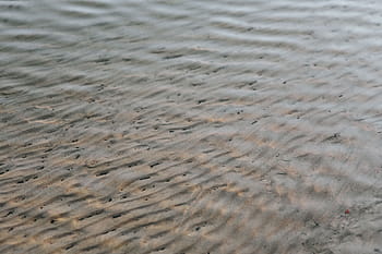 berjalan, danau, di tepi danau, air, anjing, angsa, pasir, alam, pantai, latar belakang, laut