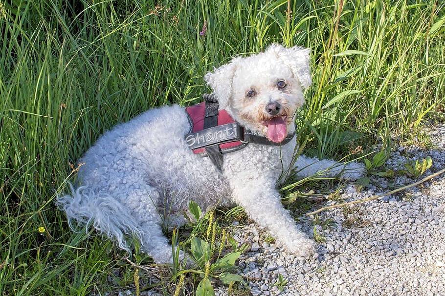 Pes, bichon frize, bichon, zvířecí portrét, portrét, zblízka, zvědavý, hlava, domácí zvíře, živočišného světa, savec
