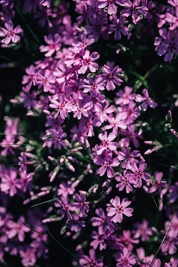 花、 開花、 春、 ピンク、 クローズアップ、 庭、 植物、 背景、 foral、 自然、 葉