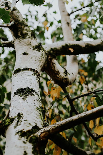 abedules, abedul, árboles, blanco, hojas, árbol, rama, corteza, naturaleza, al aire libre, temporada