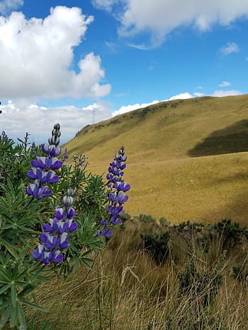 alam, musim panas, di luar ruangan, lapangan, bunga, cotopaxi, quito, ekuador, gunung berapi