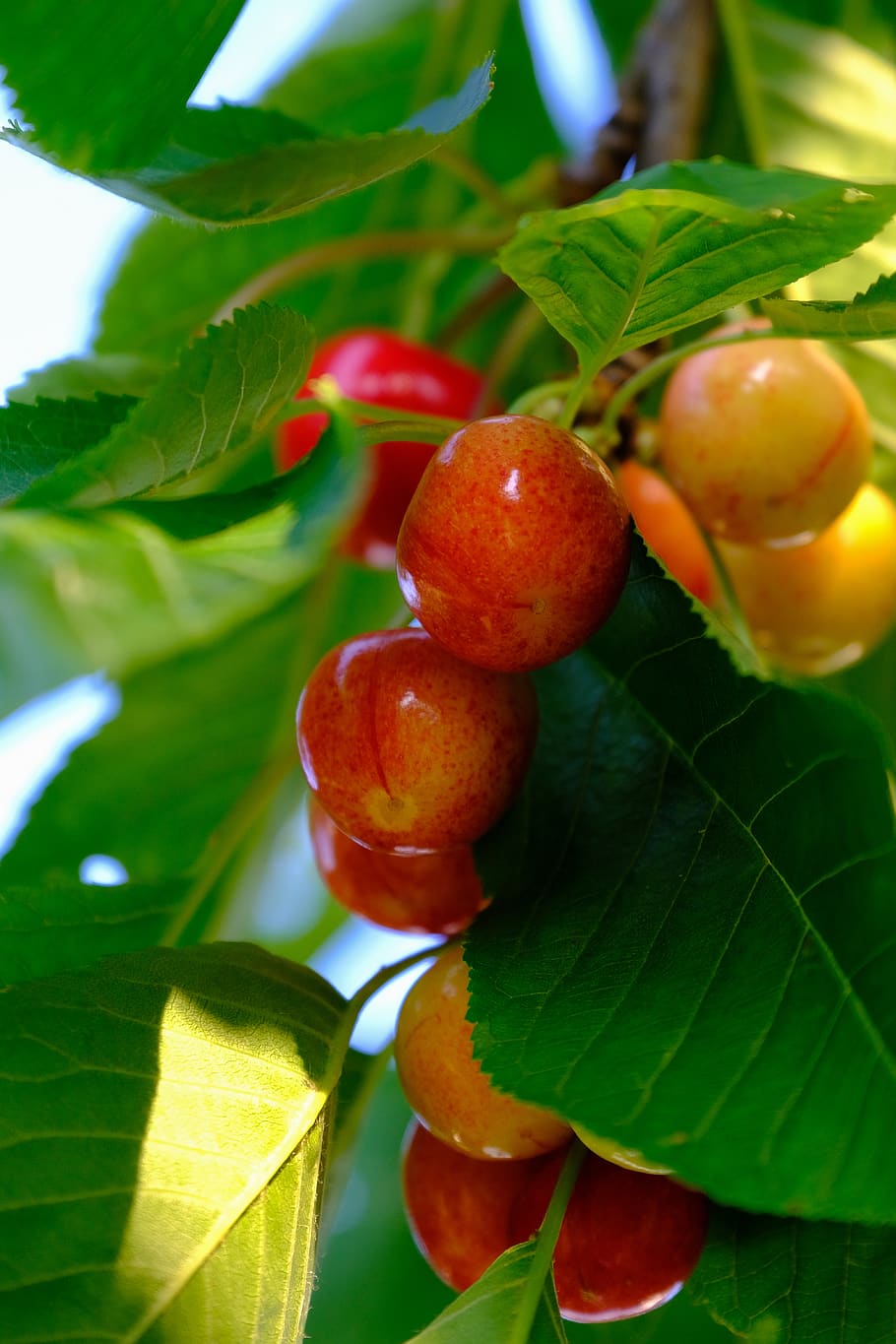 ciliegie, frutta, ciliegia dolce, delizioso, dolce, rosso, estate, salutare, natura, vitamine, fruttato