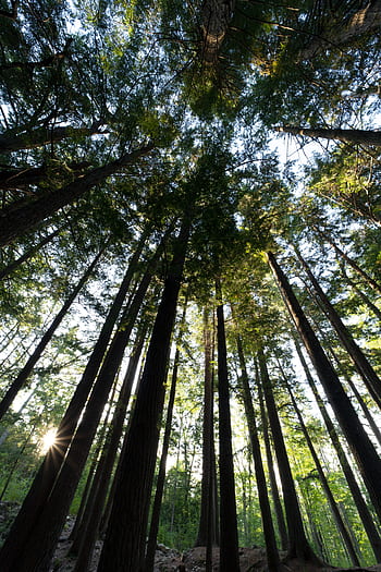 forest, sky, view, tall, trees, nature, growth, green, outdoors, landscape, wood