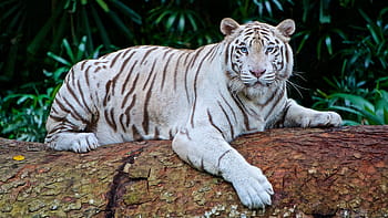 foto, harimau, siang hari, harimau putih, panthera tigris tigris, keysa, hewan, kucing, kucing yang tidak didomestikasi, mamalia, karnivora