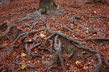 brown, tree roots, focus photo, roots, wood, holidays, color, autumn, forest, nature, walk