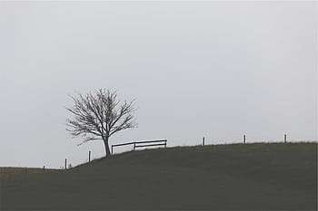 hnědý, strom, travnaté hřiště, během dne, krajina, plot, tráva, pole, Šedá, nebe, holý strom