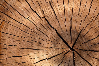 untitled, background, brown, circle, cut, detail, log, lumber, nature, old, pattern
