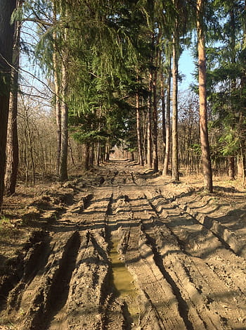 strada fangosa, strada sterrata, strada polverosa, foresta, primavera, riposo, alberi, solchi