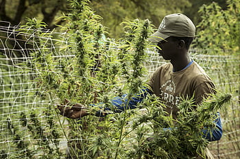 konopí, hanf, cbd, superfood, marihuana, olej, kanabidiol, zdraví