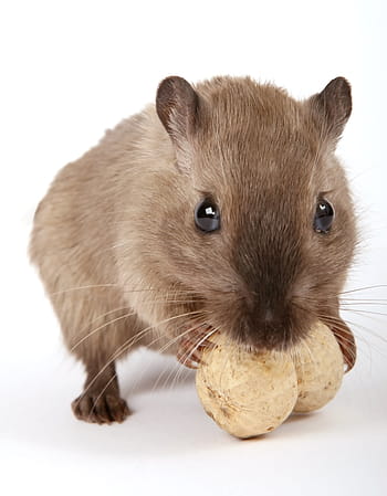 brown, hamster gnawing, two, nuts, animal, attractive, beautiful, close, creature, critter, cuddly