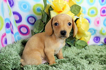 Puppy, Cute, Purebred, dog, pets, animal, purebred Dog, friendship, animals And Pets, canine, dogs