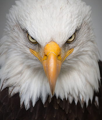 close-up photography, white, brown, eagle head, eagle, portrait, wild, bird, nature, predator, closeup