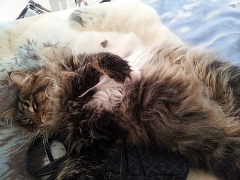 cat-striped-white-brown-royalty-free-thumbnail.jpg